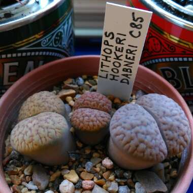 Lithops Hookeri var. Dabneri