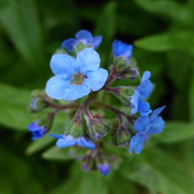 plant image 460559