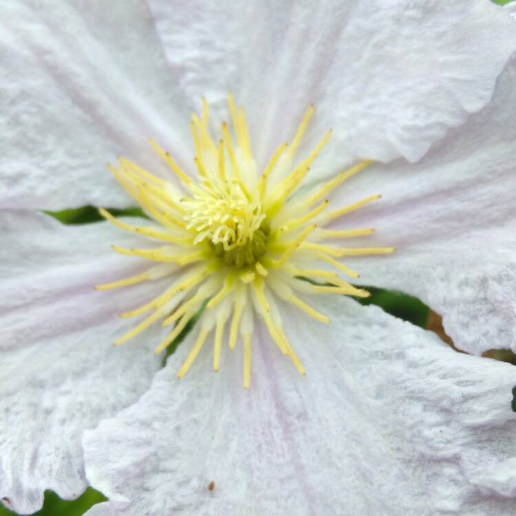 plant image 461946