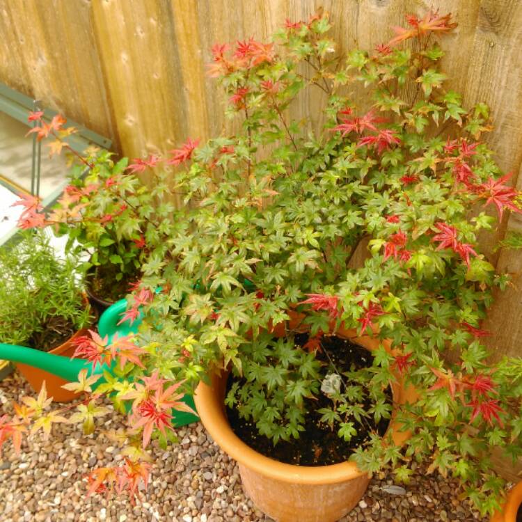 Plant image Acer Palmatum 'Beni-Maiko'