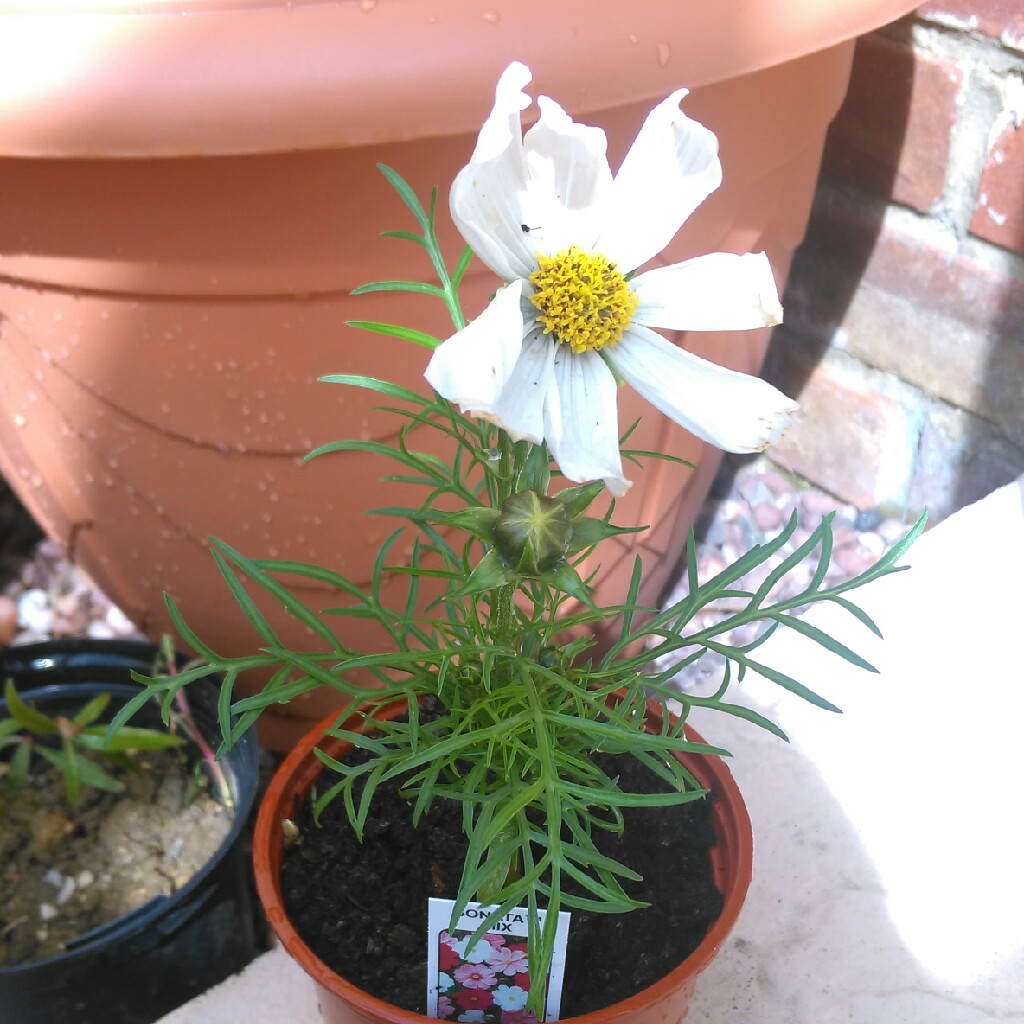 Cosmos Bipinnatus 'Sonata White'