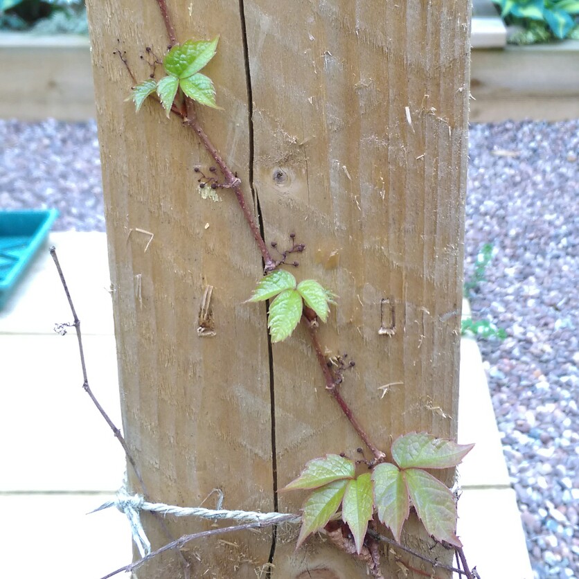 Plant image Parthenocissus tricuspidata syn. Ampelopsis hoggii ; Ampelopsis tricuspidata