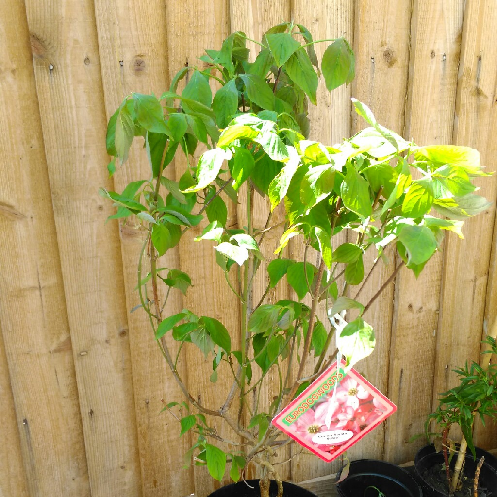 Plant image Cornus florida f. rubra