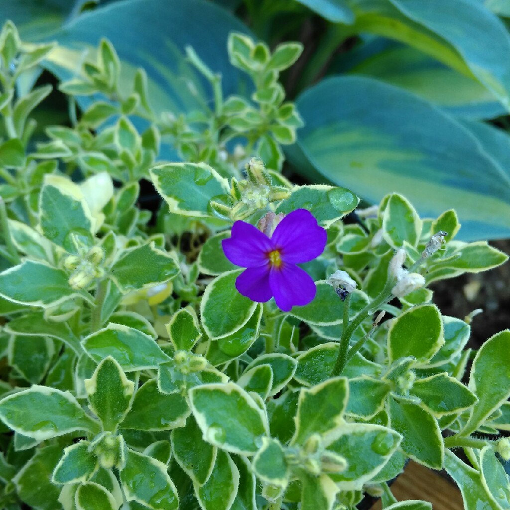 Aubrieta 'Silver Variegated'