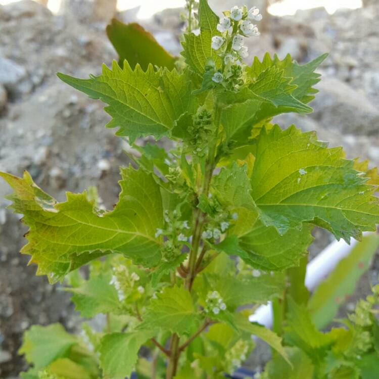 Plant image Perilla frutescens