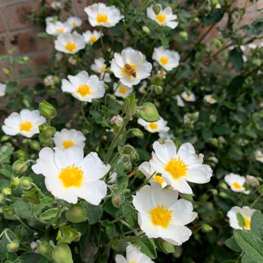 sage-leaved rock-rose,