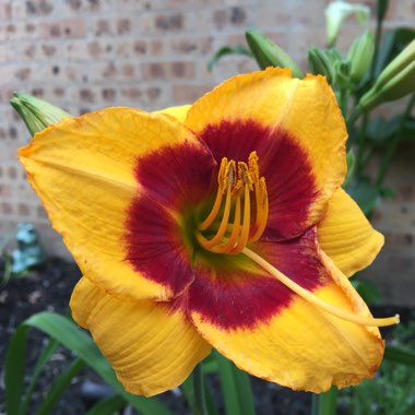 Hemerocallis 'Sungold Candy'