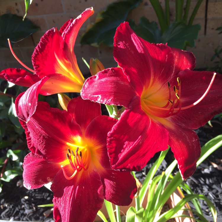 plant image 290959