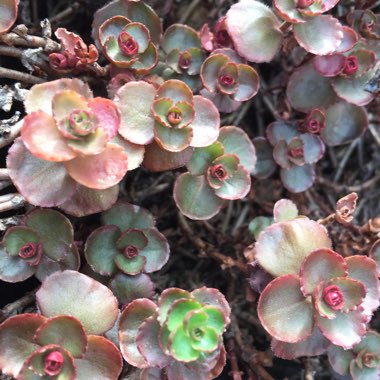 Sedum 'Dragon's Blood'