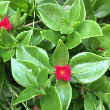 Baby Sun Rose