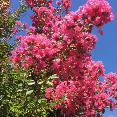 Crepe Myrtle