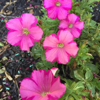 Petunia 'Raspberry Blast'