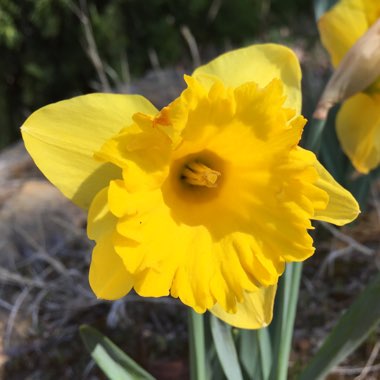 Daffodil