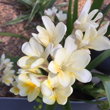 Freesia (Species) Antique White Freesia