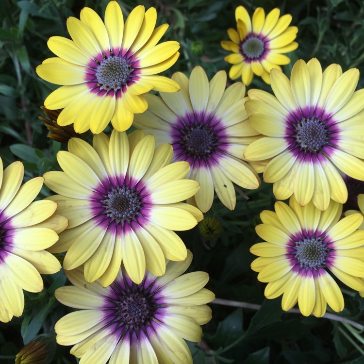 Plant image Osteospermum ecklonis 'Blue Eyed Beauty'