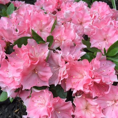 Azalea