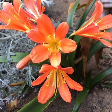 Clivia (Species) Clivia miniata