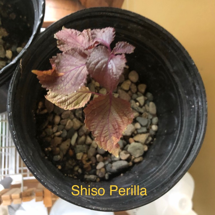 plant image 1372333