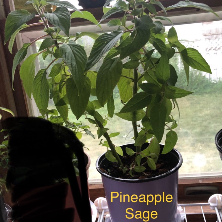 plant image 1372338 plant image 1372338