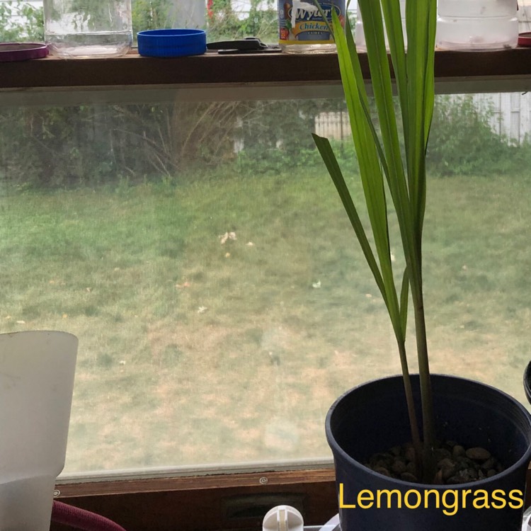 plant image 1372339