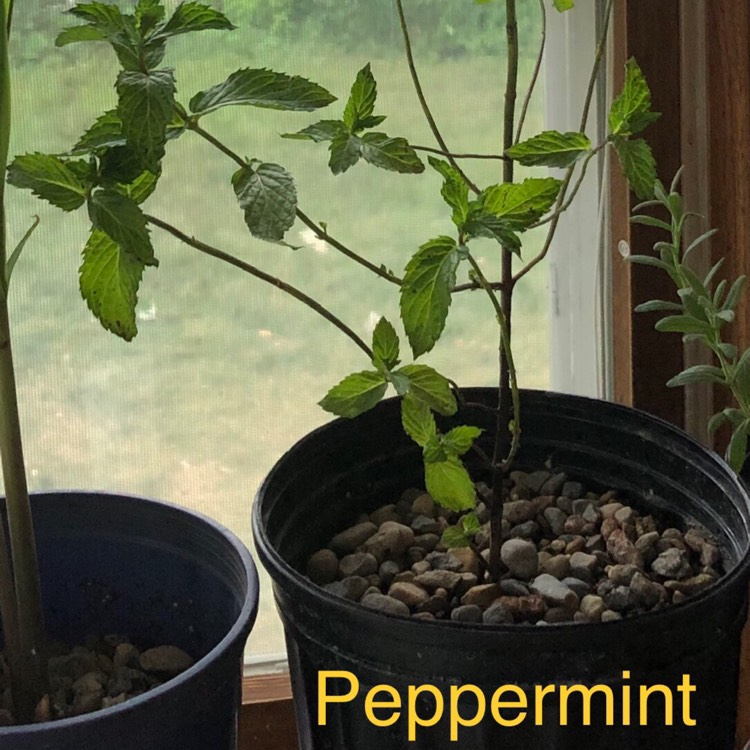 plant image 1372342 plant image 1372342