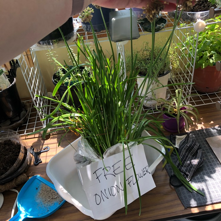 plant image 1386288
