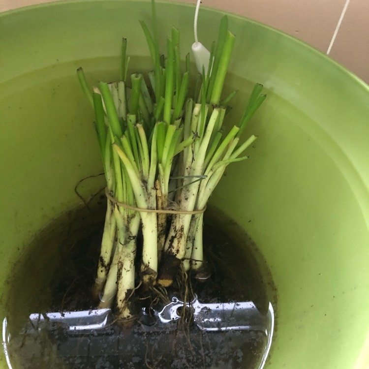 plant image 1388212