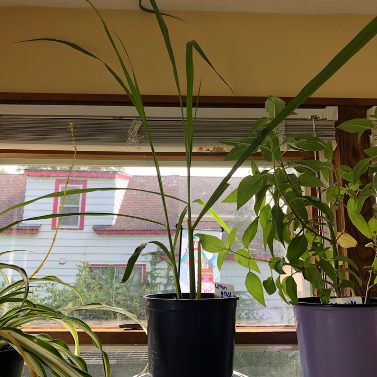 plant image 1391009