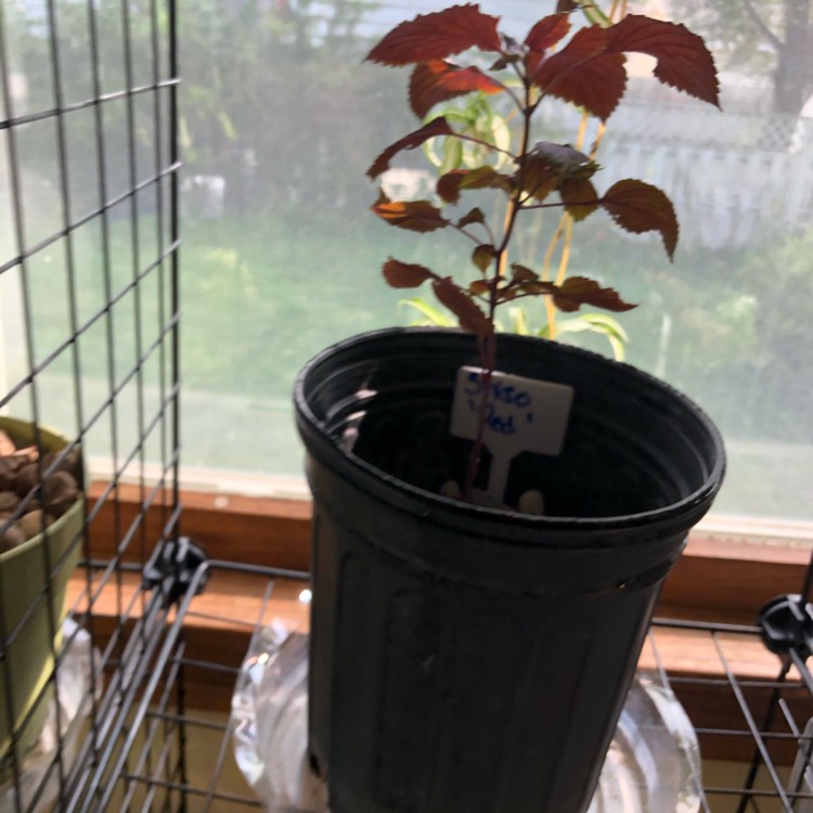 Plant image Perilla frutescens