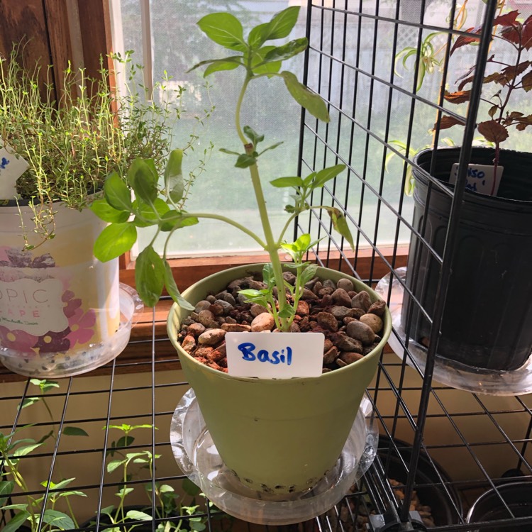 plant image 1394609