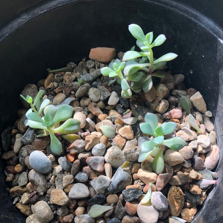 plant image 1394611