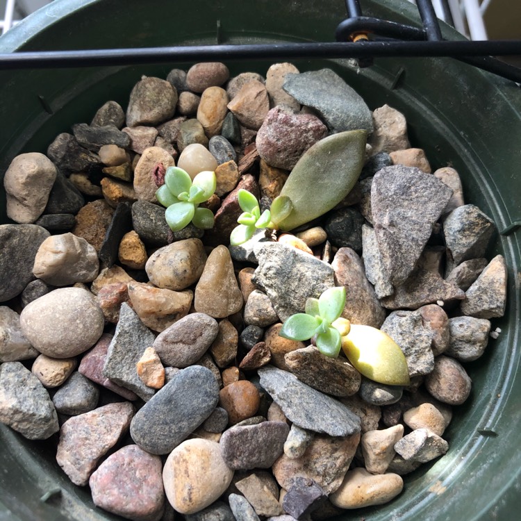 plant image 1394623