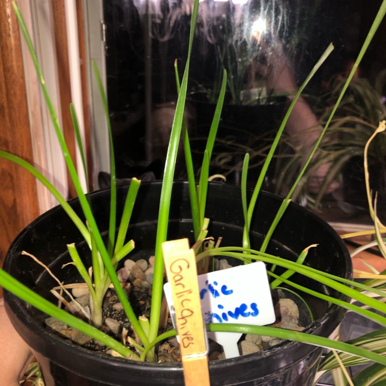 plant image 1399423
