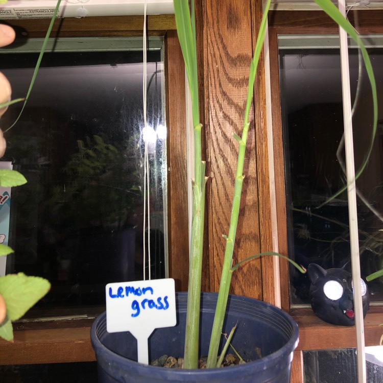 plant image 1399424