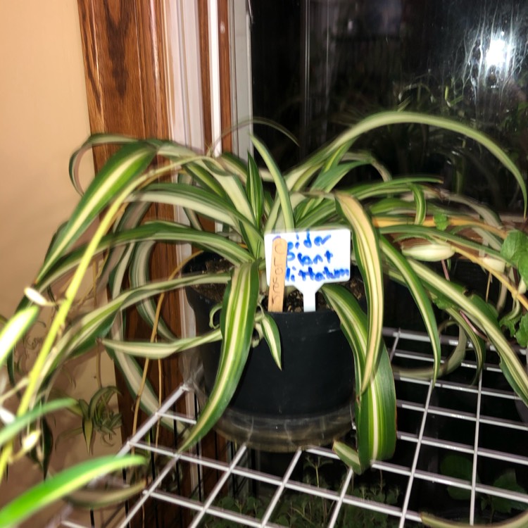 plant image 1399427