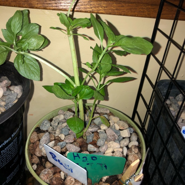 plant image 1399429