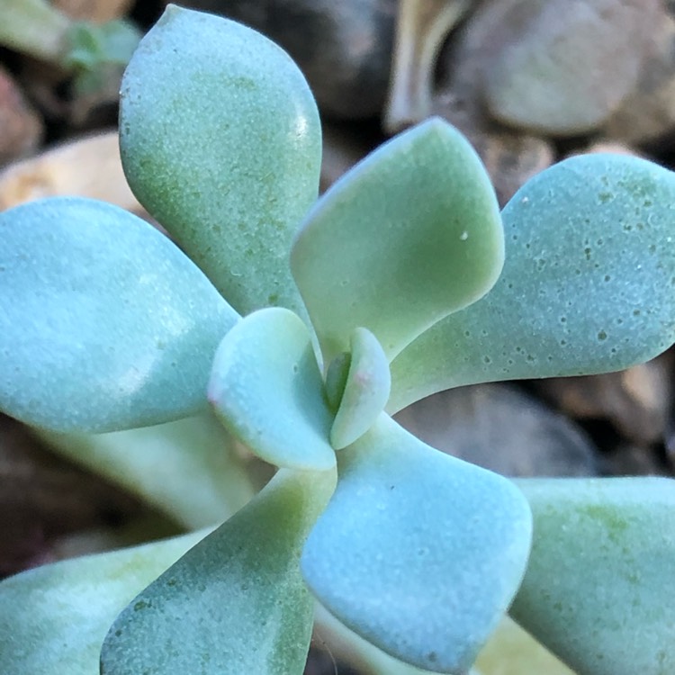 plant image 1402053