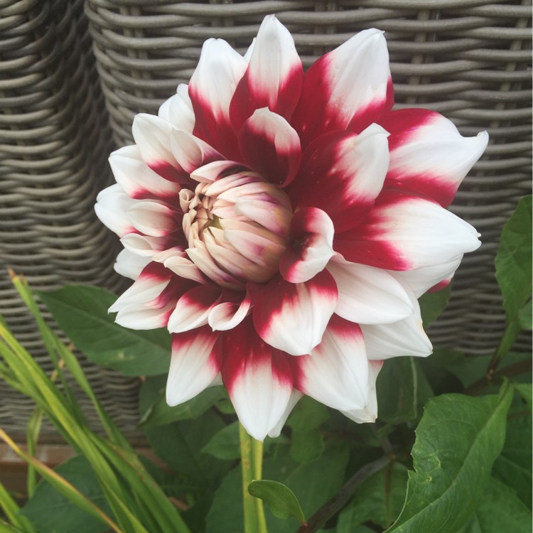 Plant image Dahlia 'Blended Beauty'
