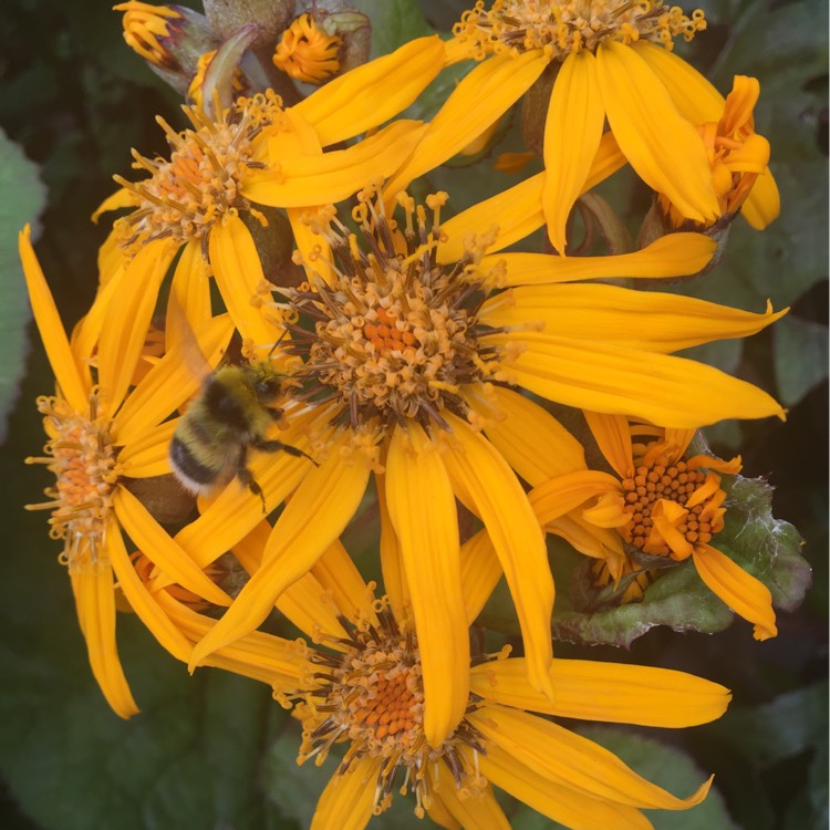 Plant image Santolina chamaecyparissus