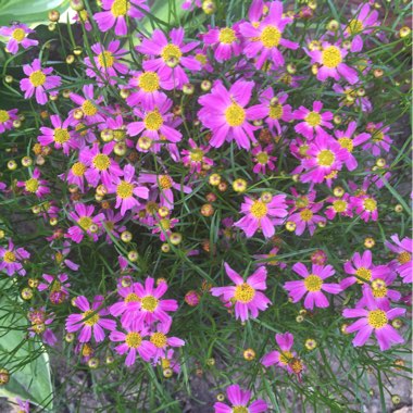 Helen's garden