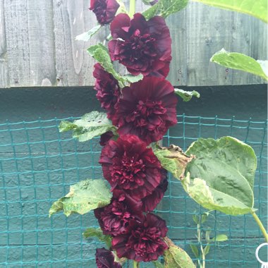 Helen's garden