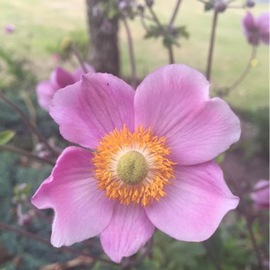 Helen's garden