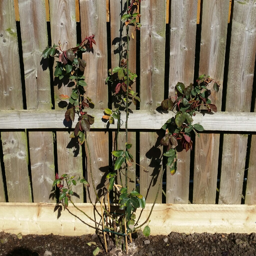 Oscar's garden