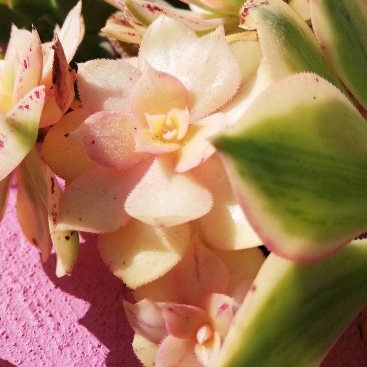 plant image 1063510
