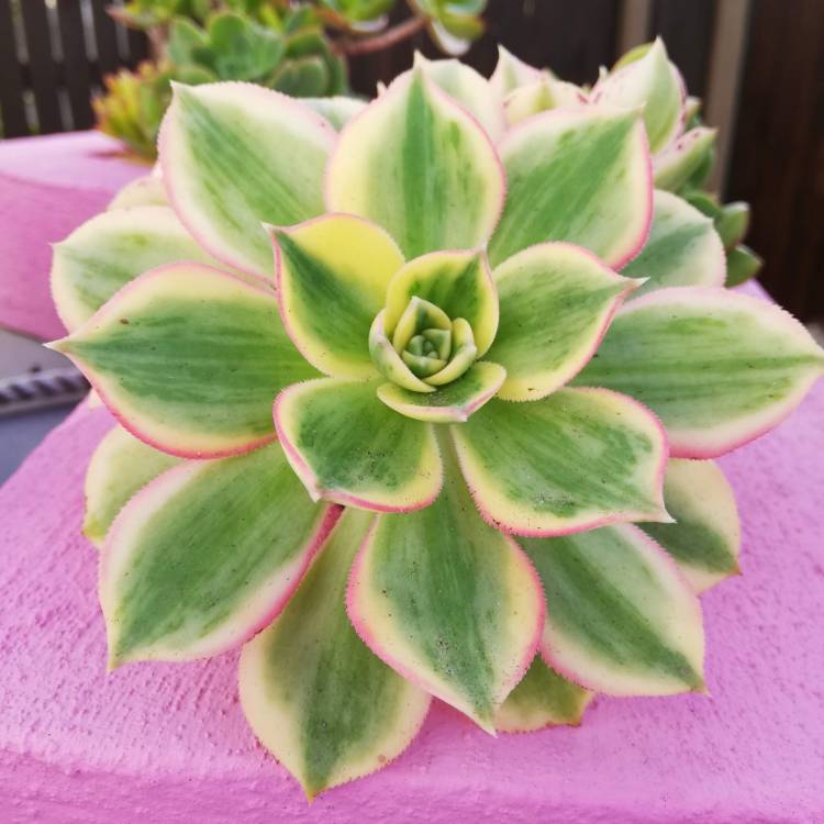 plant image 1063933