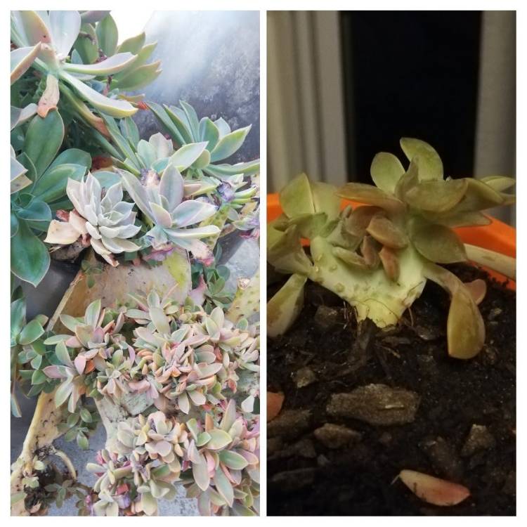 plant image 1064131