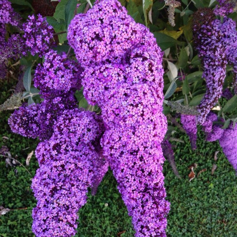 Plant image Buddleja alternifolia