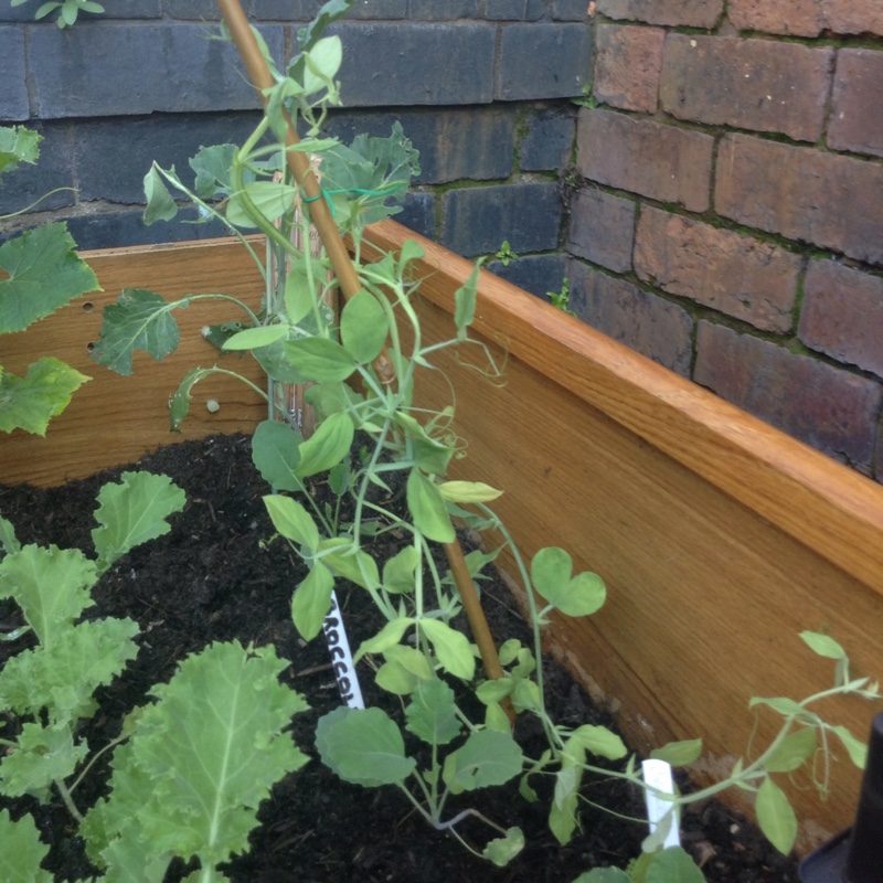 plant image 172414