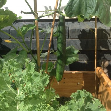 Cucumis sativus 'Burpless'