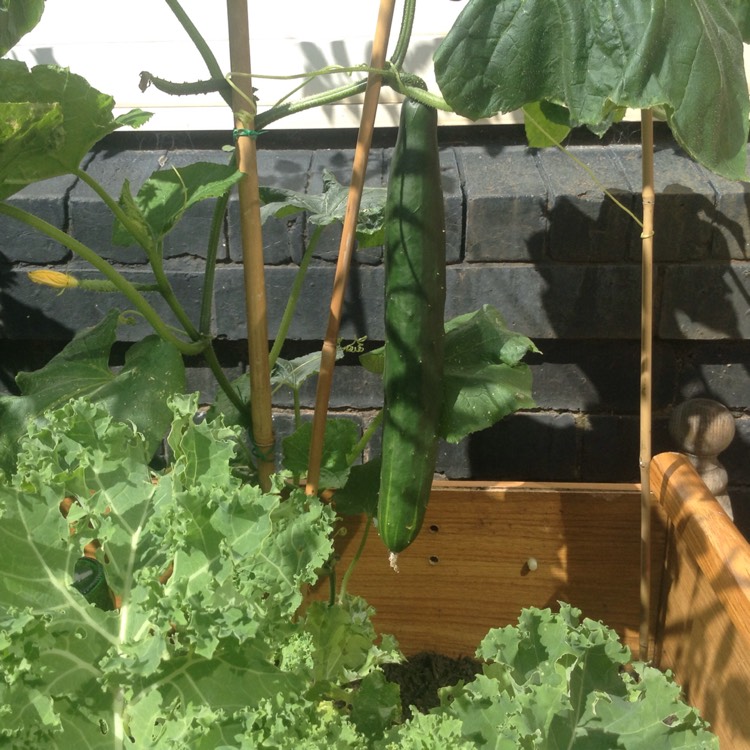 Plant image Cucumis sativus 'Burpless'